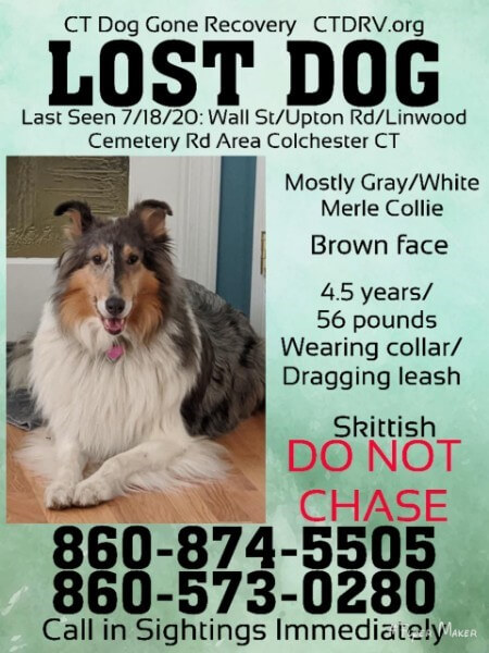 Collie1