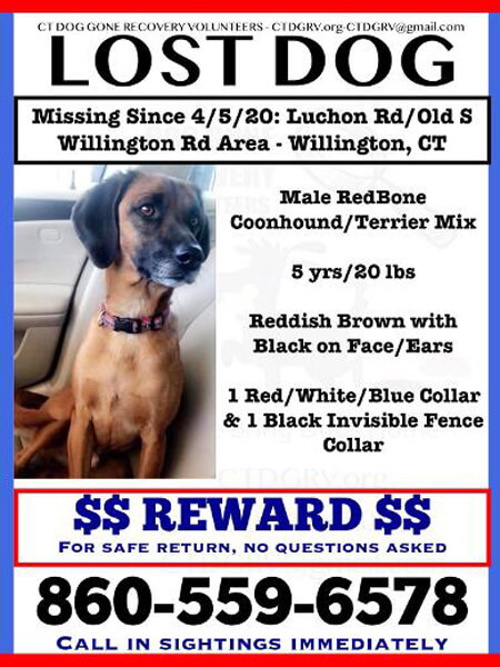 lost-dog-4-5-20